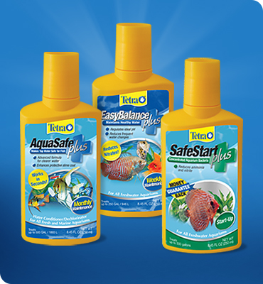 Tetra on sale fish supplies